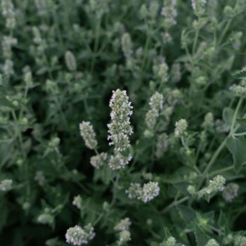 katteurt hvide blomster