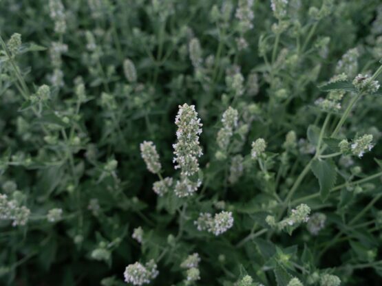 katteurt hvide blomster