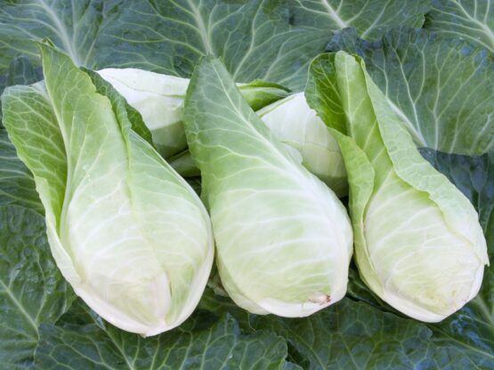Filderkraut