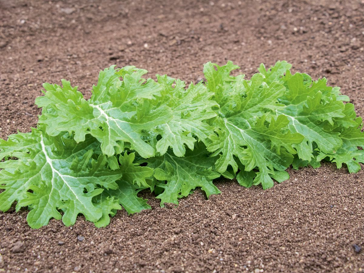 Wasabino