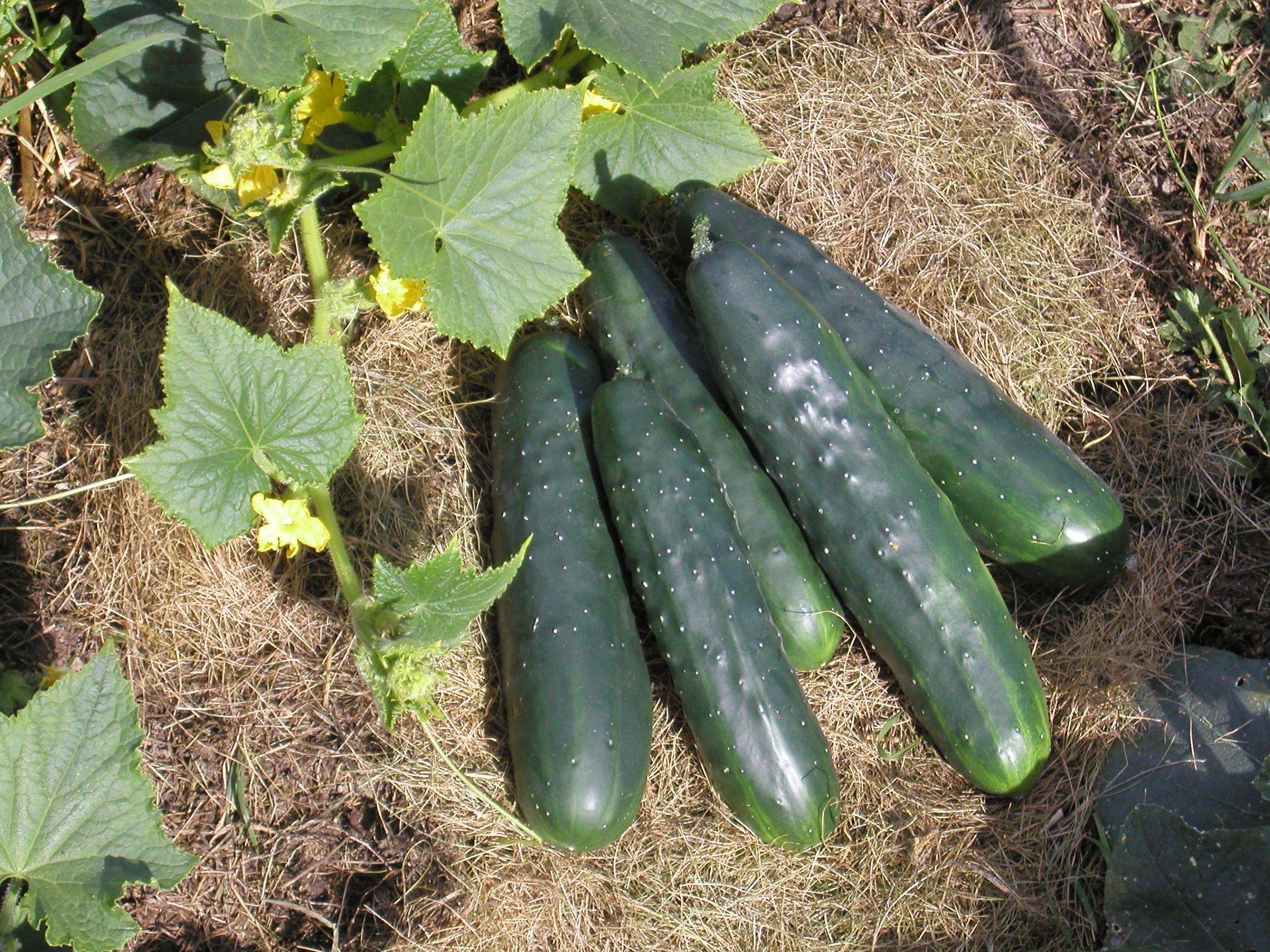 Agurk Marketmore