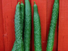 Agurk "Suyo Long"