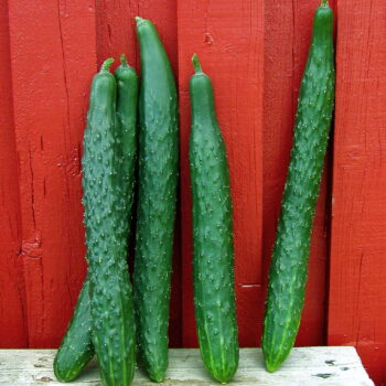 Agurk "Suyo Long"