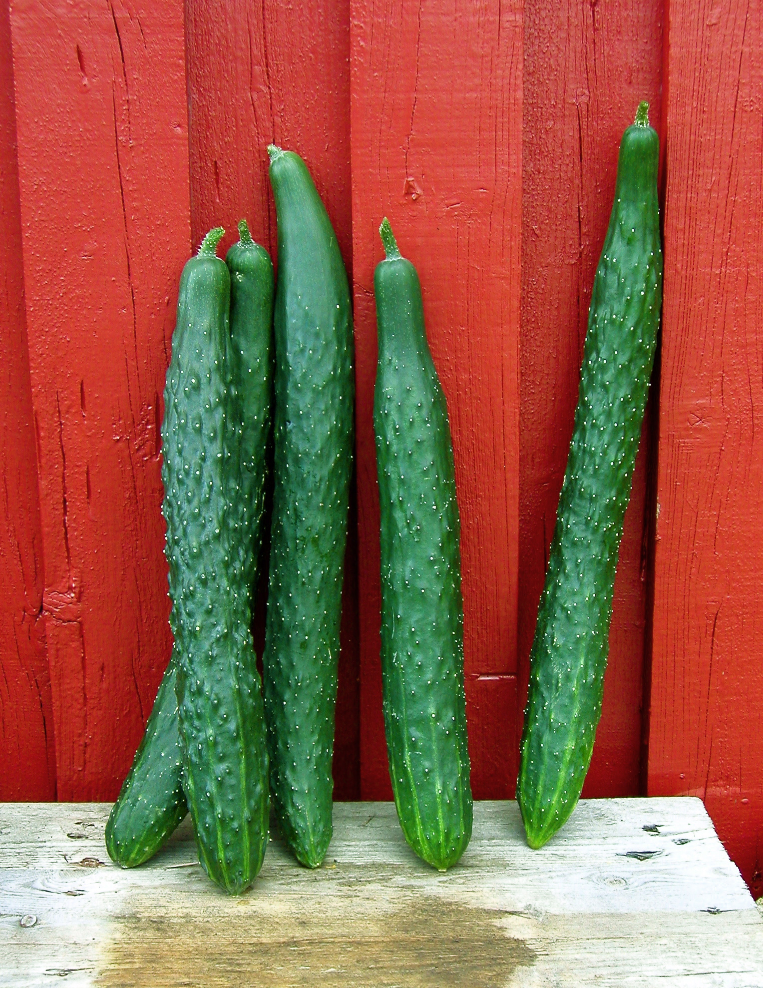 Agurk "Suyo Long"