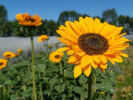 Solsikke Sinja