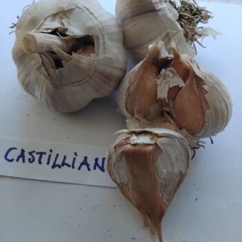 Castillano