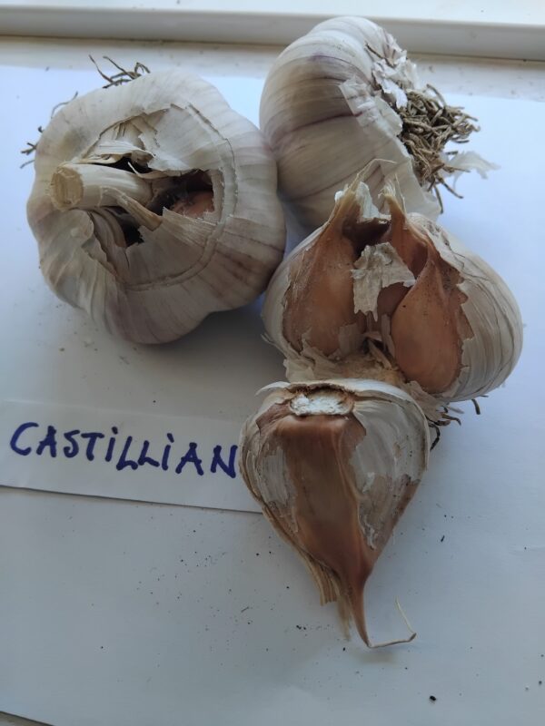 Castillano
