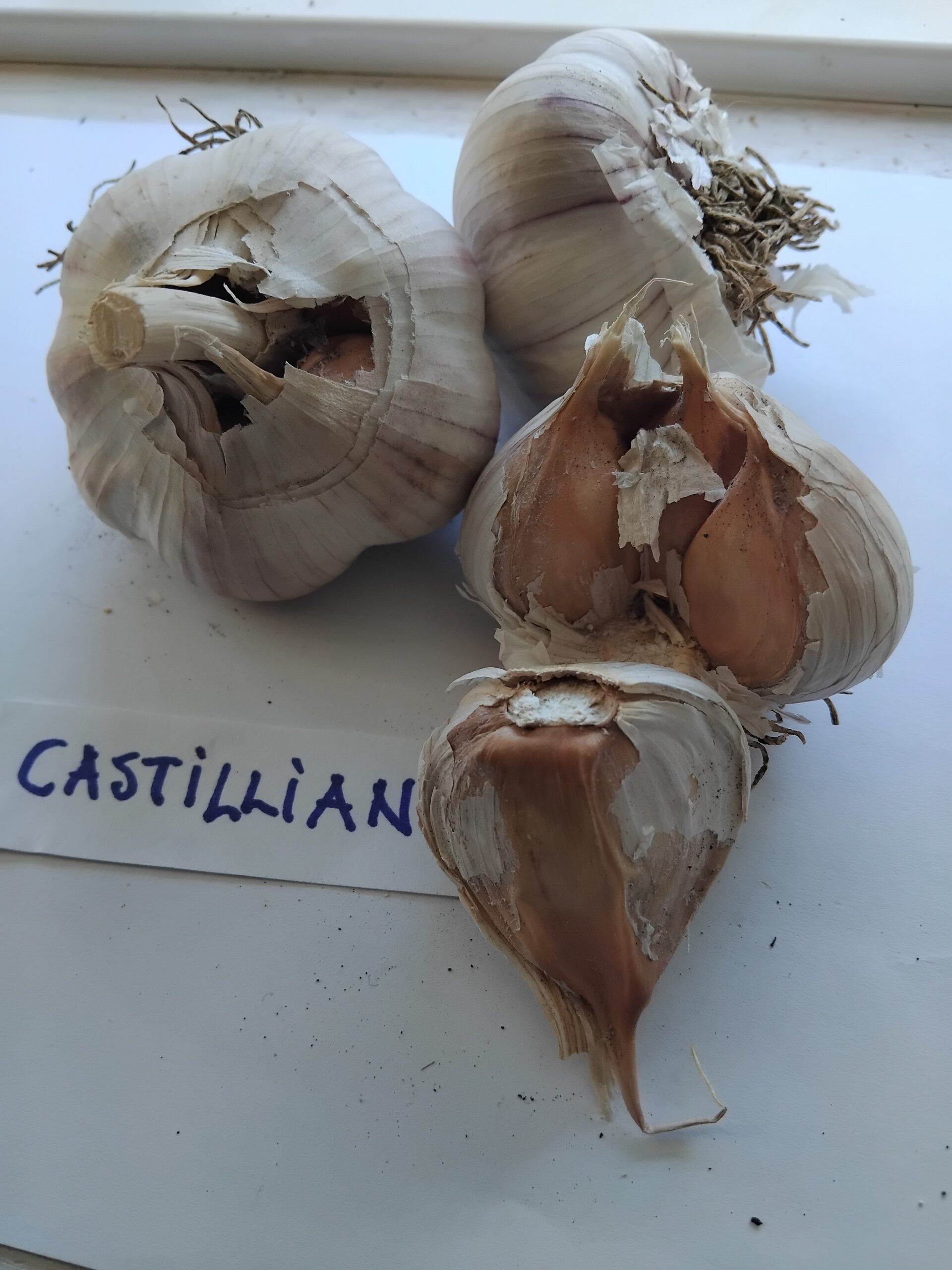 Castillano