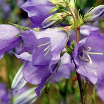 campanula persicifolia