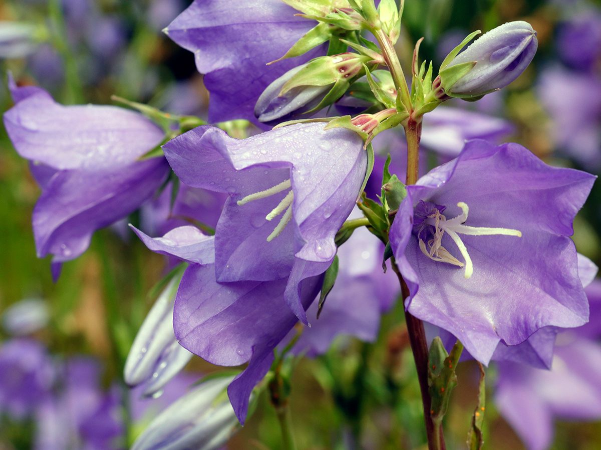 campanula persicifolia