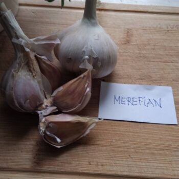 merifian