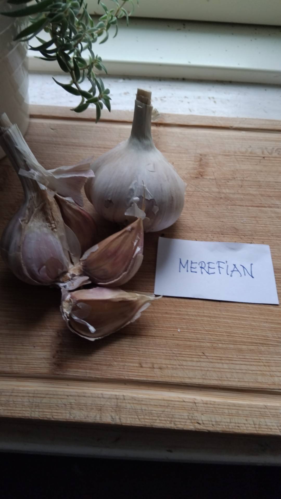 merifian merifian