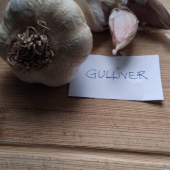 gulliver 1