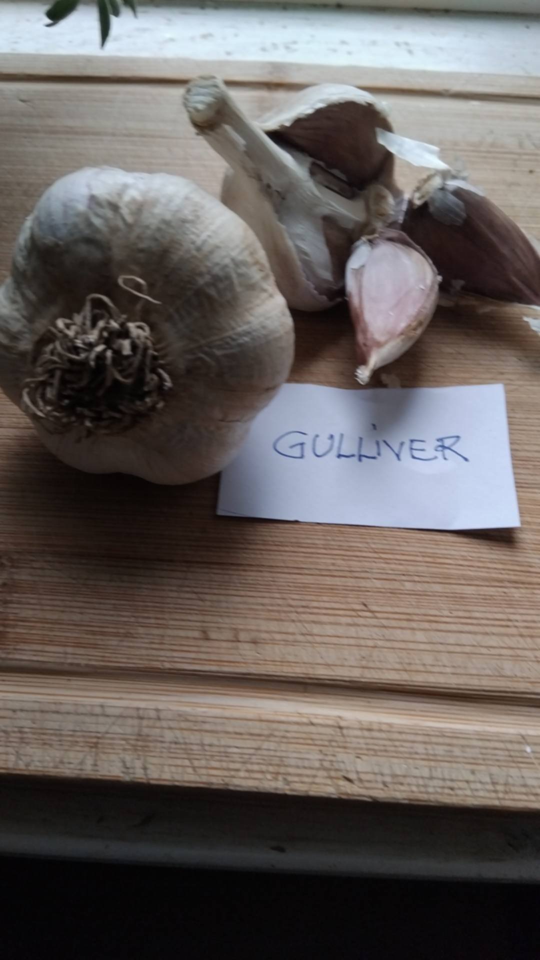 gulliver 1 gulliver 1