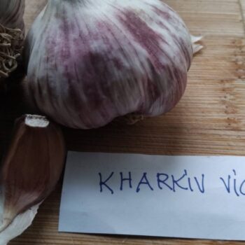 kharkiv violet