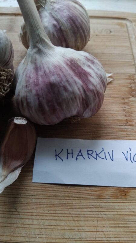 kharkiv violet